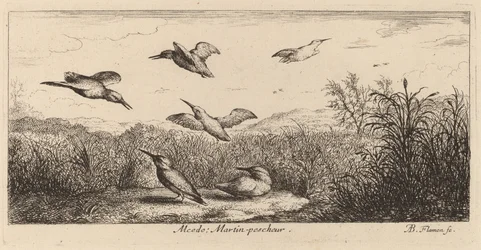 Alcedo, de ijsvogel