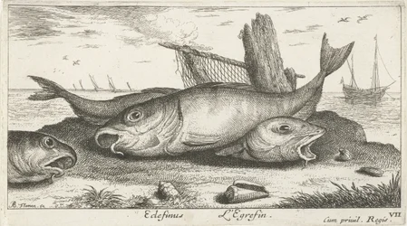 Drie schelvissen op het strand Vissen en andere zeedieren - zoutwater derde reeks Poissons de mer