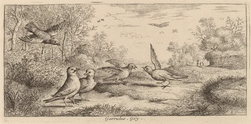 Garrulus, De Gaai
