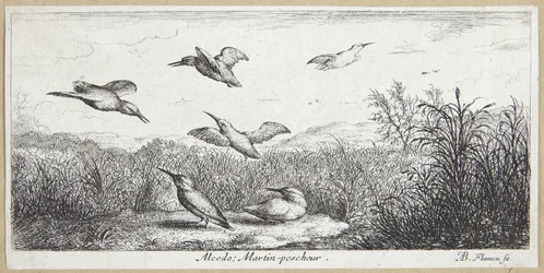 IJsvogel (Alcedo)