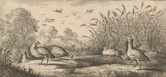 Perdix rubra, Perdix rouge De Roodpootpatrijs: Livre d