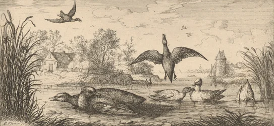 Querquedula, Cercelle De Wintertaling: Livre d