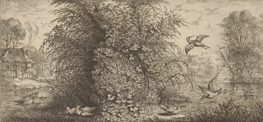 Rusticula minor, Beccassine De Snip: Livre d