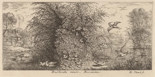 Rusticula minor, de snip