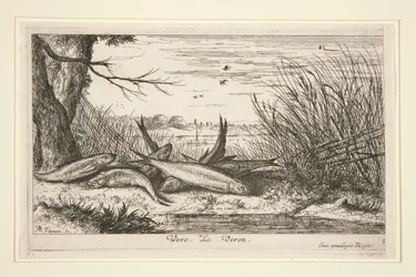 De Loach, uit het tweede deel van de serie Zoetwatervissen