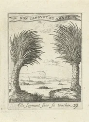 Twee palmbomen, los van elkaar