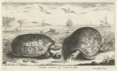 Twee schildpadden op het strand