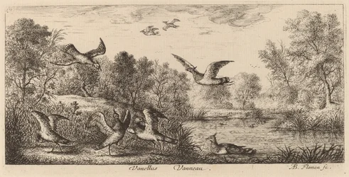 Vanellus, De Kievit