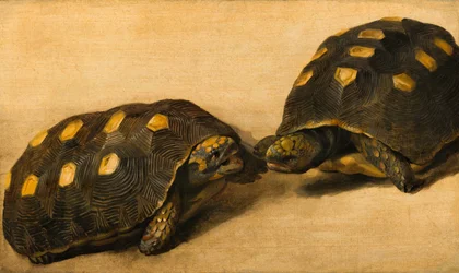 Studie van twee Braziliaanse schildpadden