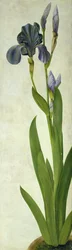 Een iris