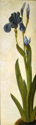 Iris troiana, ca. 1505-1508