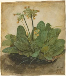 Pol Cowslips