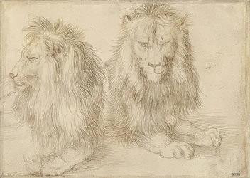 Twee liggende leeuwen. 1521