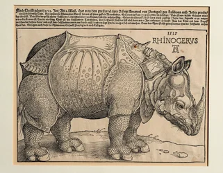 De neushoorn