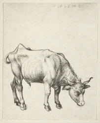 Jonge Stier