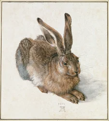 Jonge Haas