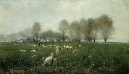 Kalkoenen op het platteland bij zonsondergang