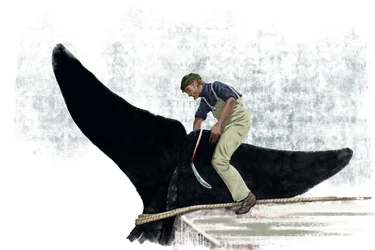 Walvisboot die de staart van een walvis afsnijdt