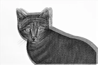 Elektrische kat