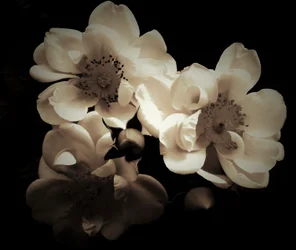 natuurlijke combinatie, 2019