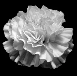 natuurlijke geometrie II, 2019