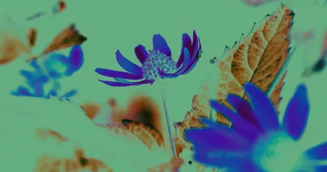 UV Visie, 2019