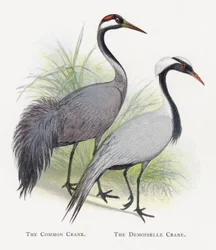 De Kraanvogel, De Jufferkraanvogel