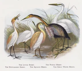 De Kleine Zilverreiger, De Purperreiger, De Koereiger, De Ralreiger, De Grote Zilverreiger