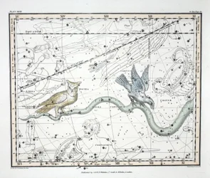 De sterrenbeelden (Plaat XXVII) Hydra Continua, Crater, Covus, Centaurus et Lupus, uit 