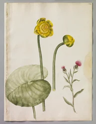 Alexander Maarschalk (RCIN 924401)