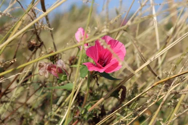 Bloesem in de wind