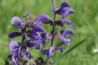 Wilde bloem