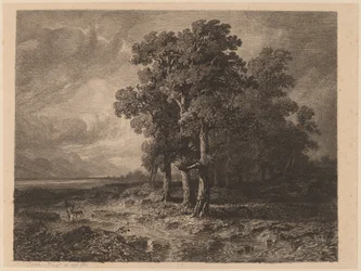 Bomen in een storm