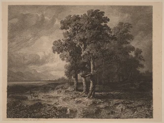 Bomen in een storm