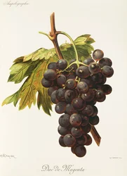 Duc de Magenta druif