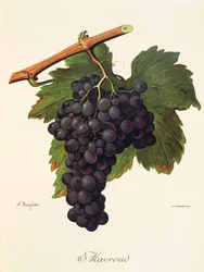 Mavroud druif