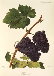 Meunier druif