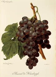 Muscat de Hamburgh druif