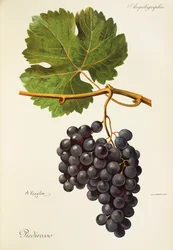 Piedirosso-druif door A. Kreyder