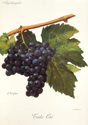 Tinto Cao druif