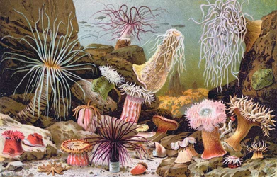 Zeeanemonen, uit een Hongaars natuurhistorisch boek, ca. 1900