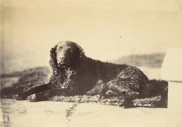 Peter, 1860