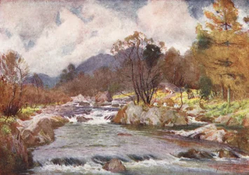 Lake District: Narcissen aan de oevers van de Silvery Duddon