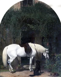 Witte paard en retriever