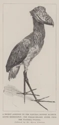 Een recente toevoeging aan het Natuurhistorisch Museum, South Kensington, de walvishoofd ooievaar, van het Victoria Nyanza