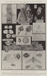 De Tentoonstelling van Plagen voor Plantenleven in South Kensington