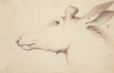 Elk, ca. 1837