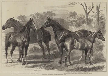 Prijswinnaars op de landbouwtentoonstelling