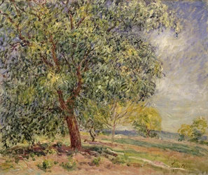 Walnotenboom in Sablons in de lente, 1885