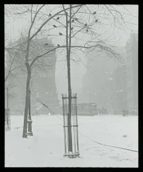 Boom in sneeuw, New York